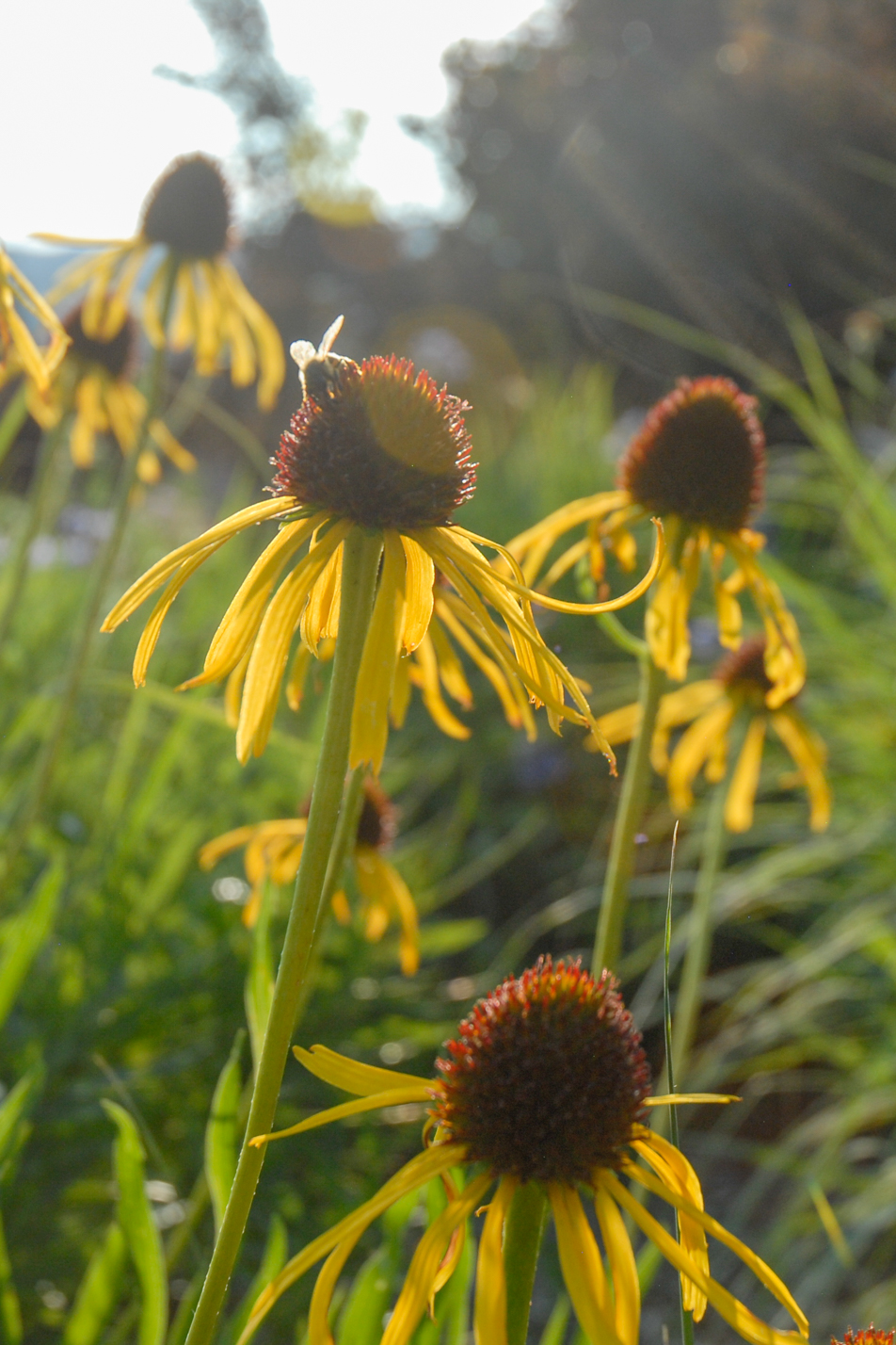 Yellow Coneflower